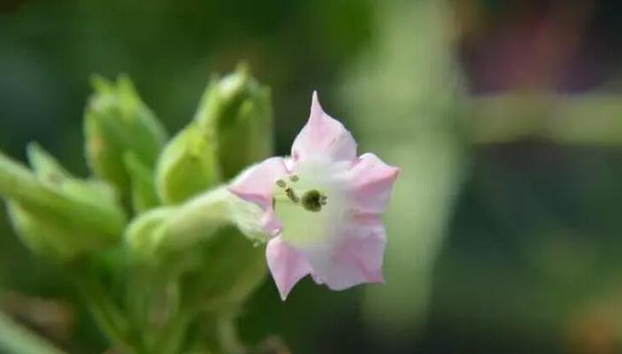 合果芋的花语是什么？（揭秘合果芋的花语及象征意义）