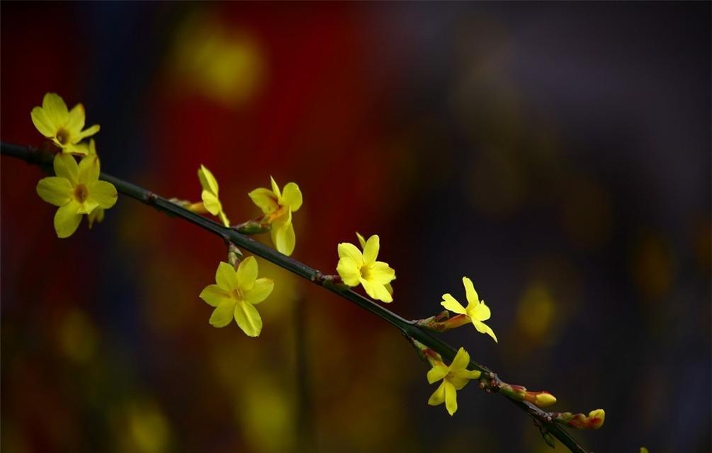 迎春花养殖方法（一起来学习如何养护这盆迎春花吧！）