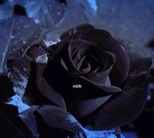 黑色玫瑰的花语与意义（探寻黑色玫瑰的神秘与独特魅力）