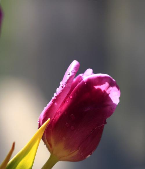 黑色郁金香的花语——显露深邃魅力（黑色郁金香的花语及象征意义）