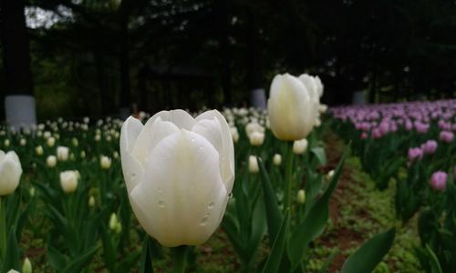 黑色郁金香的花语——显露深邃魅力（黑色郁金香的花语及象征意义）