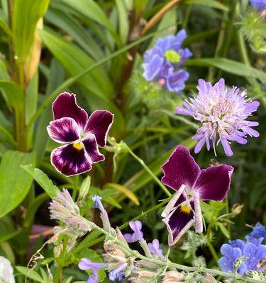 紫花地丁的生长周期及保养方法（两年开花后怎么办？如何让紫花地丁持续生长？）