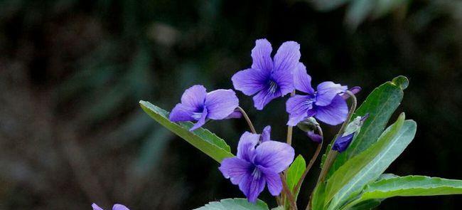 紫花地丁的生长周期及保养方法（两年开花后怎么办？如何让紫花地丁持续生长？）