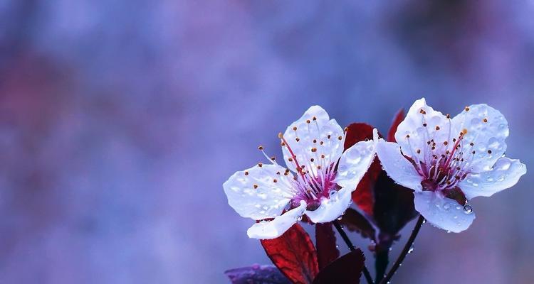 红叶李的花语——寓意美好的生命和希望（探索红叶李的含义与象征，感受自然的启示与温暖）