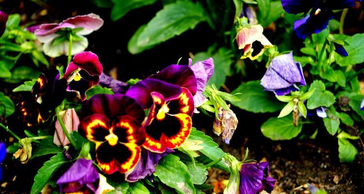 蝴蝶花的花语——寄托美丽与自由（探索蝴蝶花所代表的意义与象征）