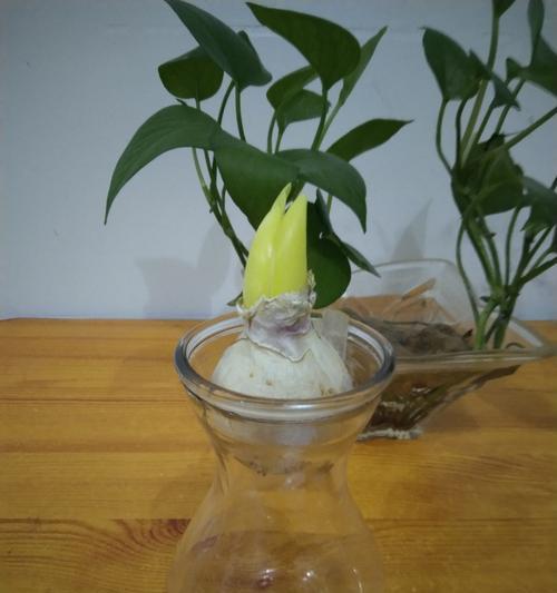 水培风信子养殖（简单易行的家居植物养护方法）
