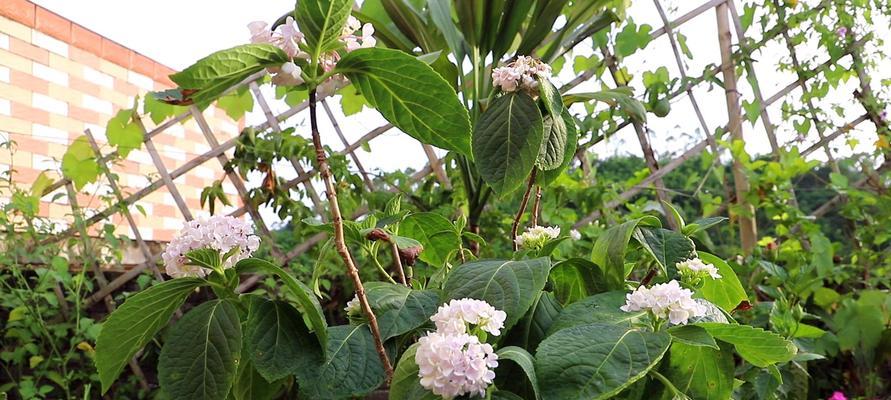 《绣球花的养殖方法视频教程》（用视频学习绣球花的种植技巧，让花园更美丽！）