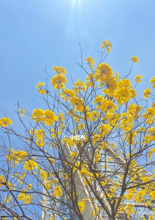 黄花风铃木之美——花语传递的意义（揭示黄花风铃木花语的神秘面纱）