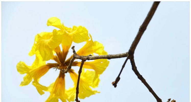 黄花风铃木之美——花语传递的意义（揭示黄花风铃木花语的神秘面纱）