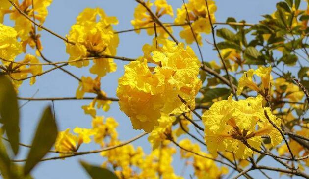 黄花风铃木之美——花语传递的意义（揭示黄花风铃木花语的神秘面纱）