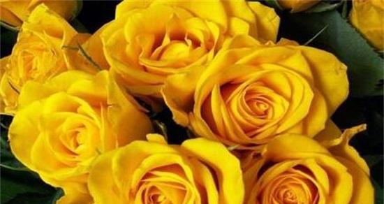 黄玫瑰的花语（传递快乐与友谊的黄玫瑰）