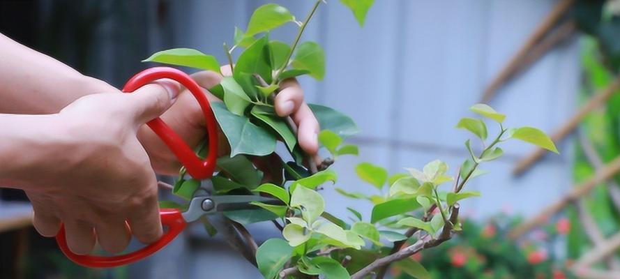 三角梅冬季修剪的正确时间（掌握冬季修剪技巧，让三角梅更加茂盛）