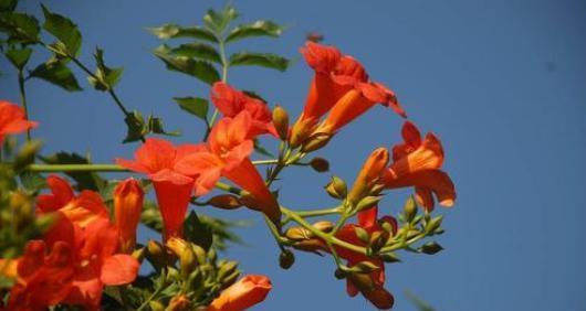 金钟花的花语与象征——传递爱与祝福的媒介（金钟花花语的意义、表达和影响力）