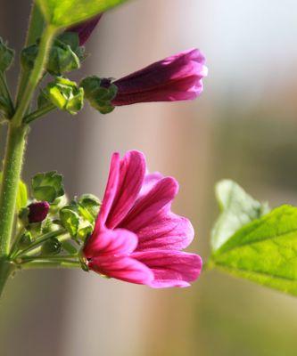 锦葵花的寓意与象征——生命与希望（锦葵花的花语、传说与文化影响力）