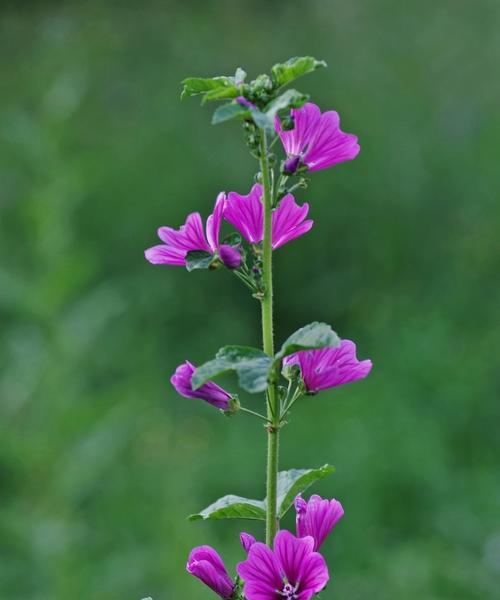 锦葵花的寓意与象征——生命与希望（锦葵花的花语、传说与文化影响力）