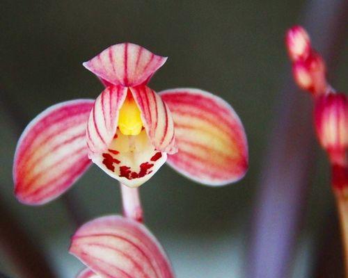 珍稀兰花盛宴——十大名贵兰花（了解这些兰花，你就是花王！）