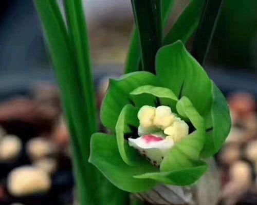 珍稀兰花盛宴——十大名贵兰花（了解这些兰花，你就是花王！）