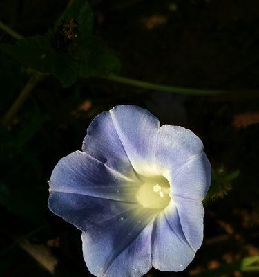 喇叭花的花语与意义（探索喇叭花的神秘语言与传达方式）