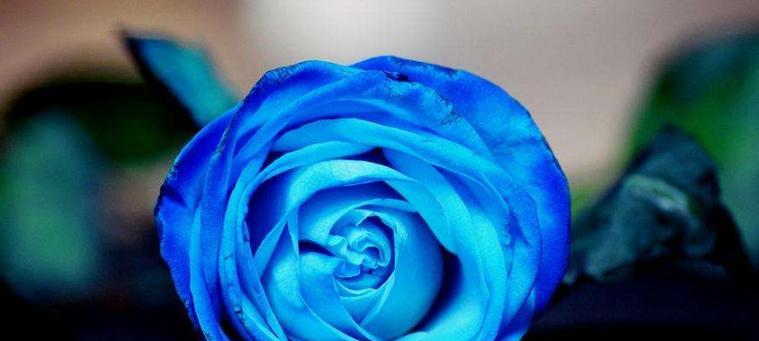 蓝色玫瑰的花语（深情不变的浪漫之花）