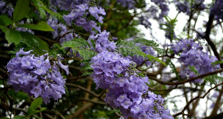 以蓝楹花的花语——寄托思念与希望的美好（蓝楹花的花语之谜与寓意，探寻其内涵与象征）