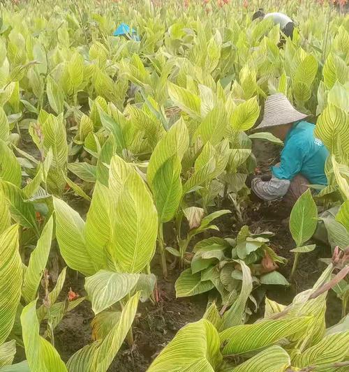 花叶美人蕉的种植与养护（打造绿色家园美丽花叶美人蕉不可少）