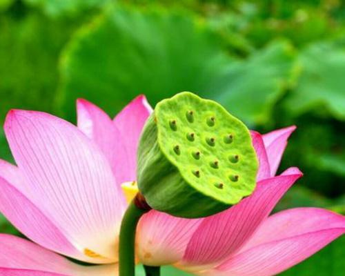 以莲花的花语（唤醒心灵的花朵——探寻莲花的深意）