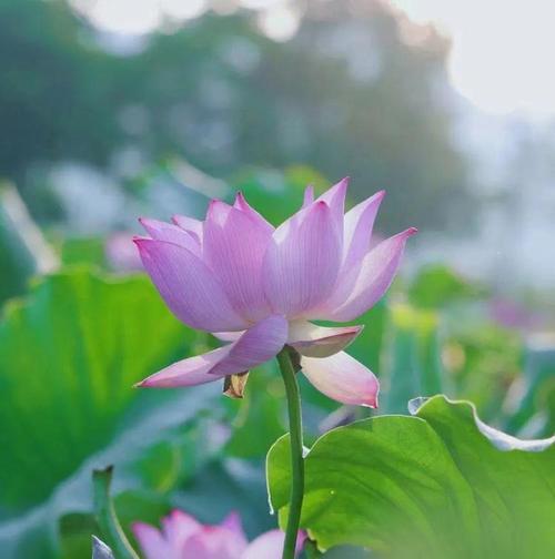 以莲花的花语（唤醒心灵的花朵——探寻莲花的深意）