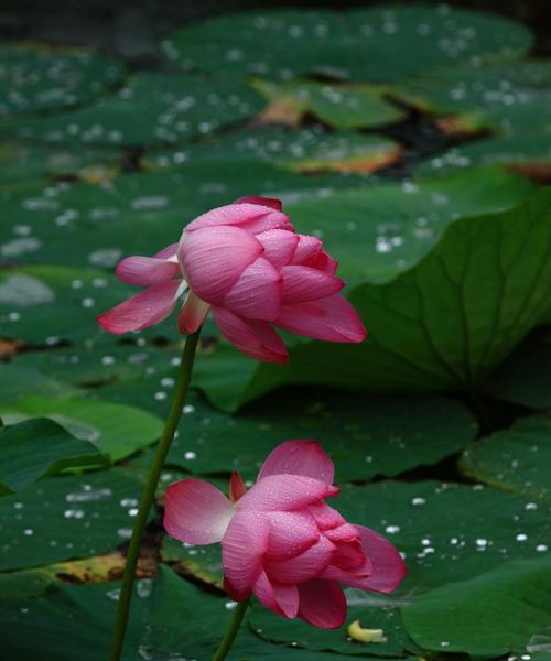 以莲花的象征意义为主题的文章（探索莲花的深刻寓意与文化内涵）