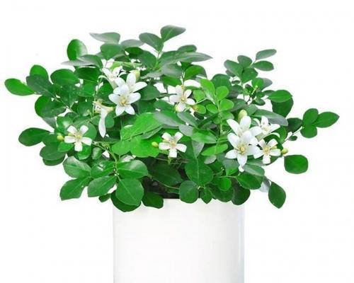 九里香苗开花时间及特点（了解九里香苗的生长周期和花期）