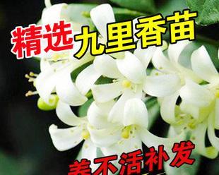 九里香苗开花时间及特点（了解九里香苗的生长周期和花期）