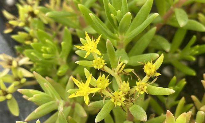 黄金佛甲草养护指南（打造绿色家居，从种植黄金佛甲草开始）