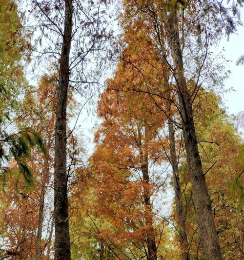 落羽杉——生命的坚韧与希望（探寻自然力量中的智慧与美丽）