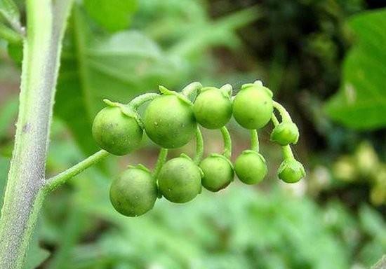 龙葵花之美（探秘龙葵花的神奇特点）