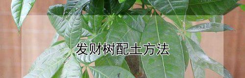 如何种植发财树？（简单易行的步骤和技巧。）