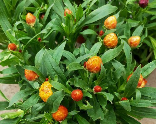《以麦秆菊的花语》（揭示麦秆菊花语的意义和传达方式）