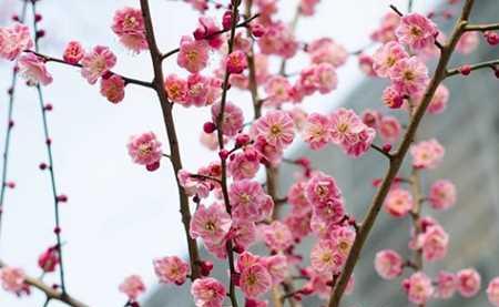 梅花的花语-寒冬中的坚强与希望（梅花的花语、寓意及文化传承）