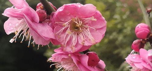 梅花的花语-寒冬中的坚强与希望（梅花的花语、寓意及文化传承）