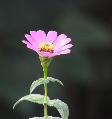 秋香花开——最香的秋天花卉品种（探秘秋季最美的花海，感受香气的魅力）