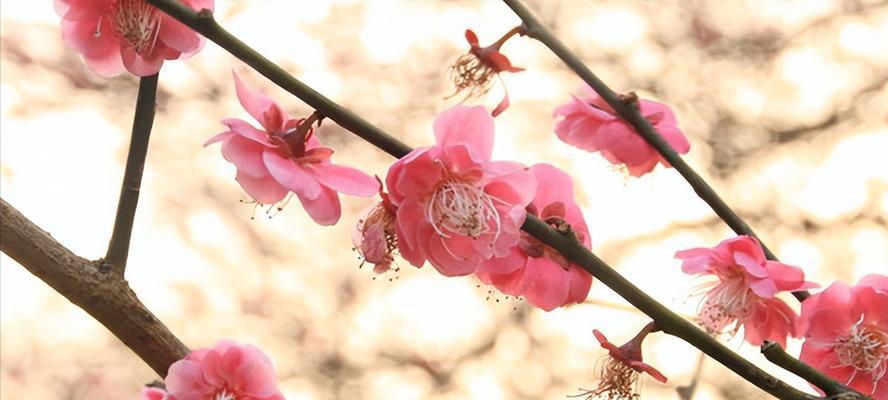 梅花的象征意义（傲雪凌霜的高尚美丽）