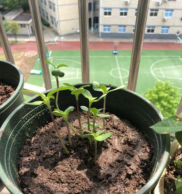 太阳花种子的最佳播种时间（了解太阳花的生长习性，选择适合的播种时机）