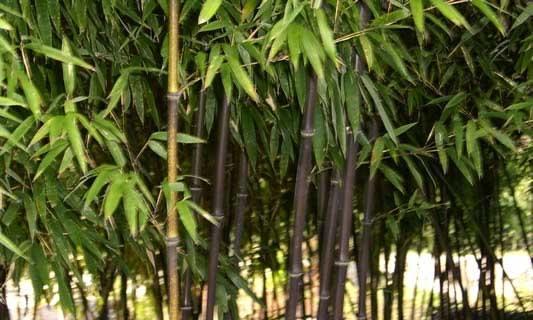 竹子的种类和用途（探索丰富多彩的竹林文化）