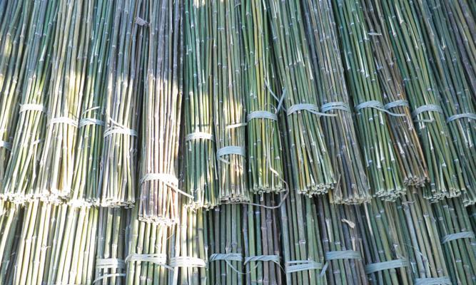 竹子的种类和用途（探索丰富多彩的竹林文化）