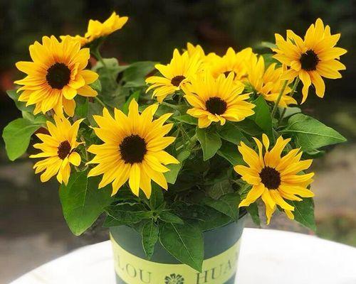 太阳花籽种植全攻略（从准备土壤到收获太阳花，让你一步步轻松掌握）