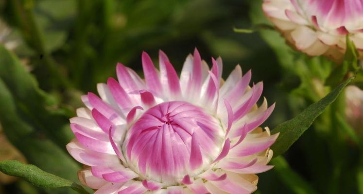 五月花海，遇见绚烂世界（品味大自然的花香，从五月花开开始）