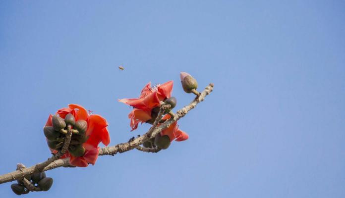 木棉花的精神世界（探寻木棉花象征的意义）