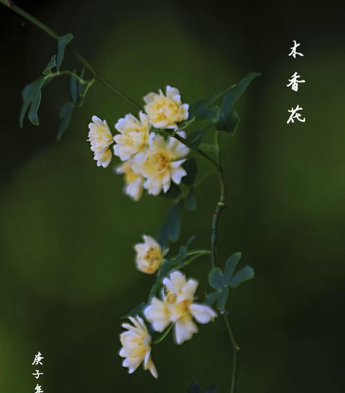 木香花的花语与含义（木香花的秘密与诠释）