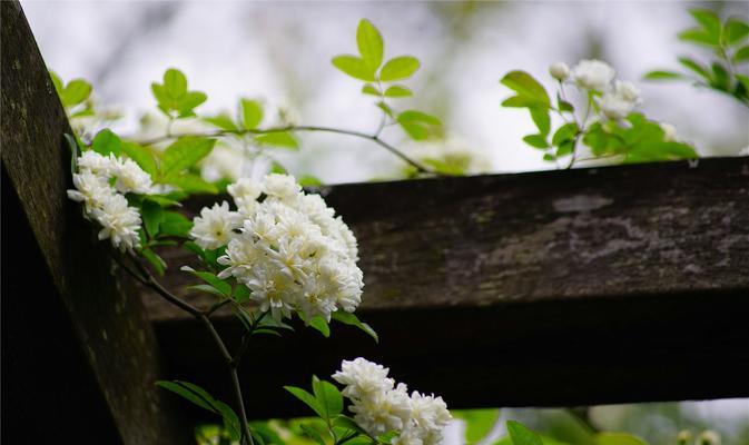 木香花的花语与含义（木香花的秘密与诠释）