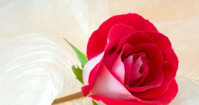 送什么花给母亲最合适？（如何在送花中表达对母亲的感激之情？）