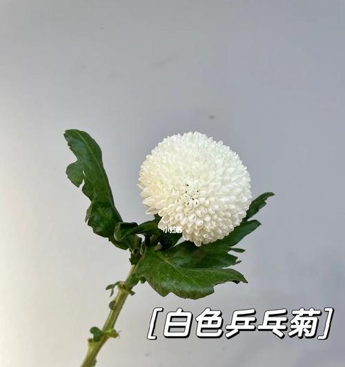 乒乓菊的花语（揭示乒乓菊的花语及其寓意）