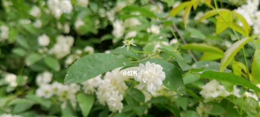 七里香的花语与美丽（探寻七里香花语的魅力）